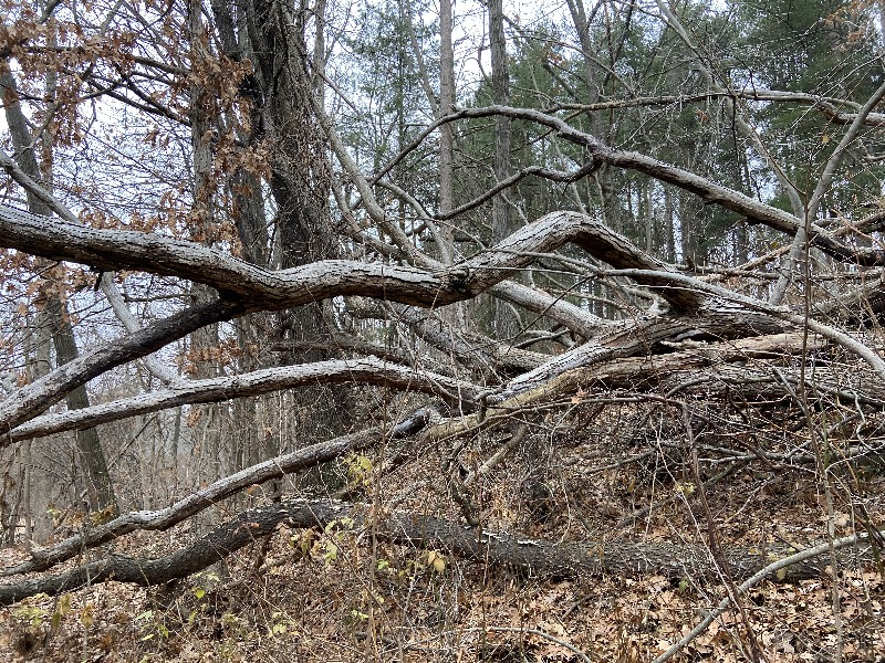 It is Winter Camp Universe Policy to not label pictures in our galleries