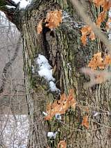 Thumbnail for xxxv/img_2049.jpg